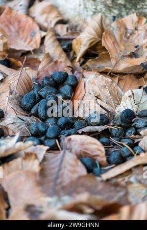 Déjections de cerfs de Roe dans une forêt italienne sur un fond avec des feuilles sèches. Fumier frais de cervine d'Europe (Capreolus capreolus) dans le bois vert. Banque D'Images