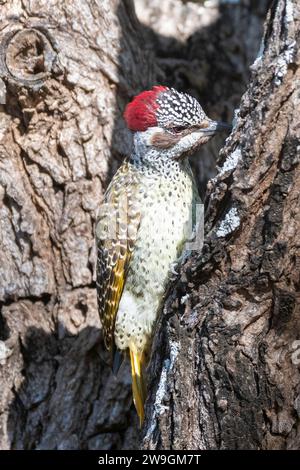 Femelle Bennett's Woodpecker (Campethera bennettii) Limpopo, Afrique du Sud Banque D'Images