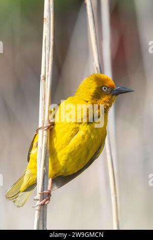 Reproduction mâle de Cape Weaver (Ploceus capensis), Wilderness, Western Cape, Afrique du Sud Banque D'Images