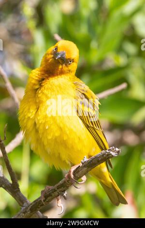 Male Cape Weaver (Ploceus capensis), Wilderness, Western Cape, Afrique du Sud Banque D'Images