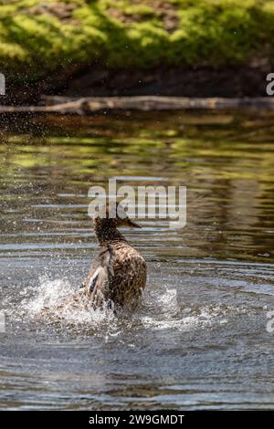 Plans d'action d'une seule femelle canard ayant un bain dans l'eau, parc naturel national des lacs de Plitvice, Croatie Banque D'Images