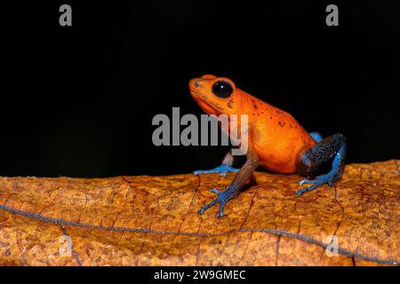 Portrait d'une grenouille fléchette de jeans bleu sur fond noir Banque D'Images