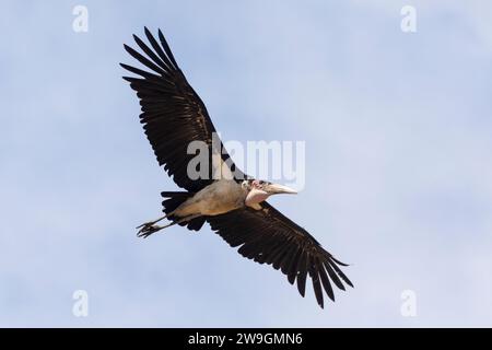 Marabou Stork (Leptoptilos crumeniferus) volant au-dessus, Limpopo, Afrique du Sud. En vol avec des ailes déployées Banque D'Images