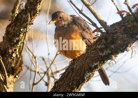 Grive des olives (Turdus olivaceus), Wilderness, Western Cape, Afrique du Sud Banque D'Images