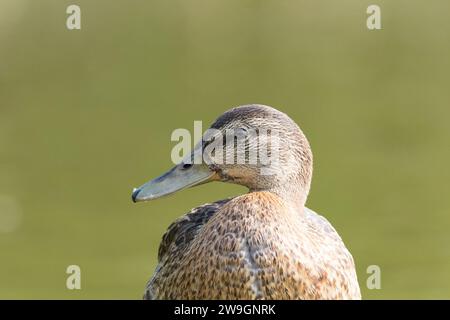 Femelle Mallard (Anas platyrhynchos) gros plan Banque D'Images