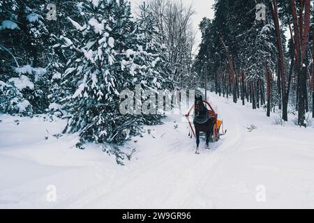 Ryazan, Russie - 16 décembre 2023 : un cheval attelé à un traîneau traverse une forêt de pins en hiver Banque D'Images