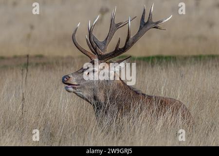 Red Deer stag à Richmond Park Banque D'Images