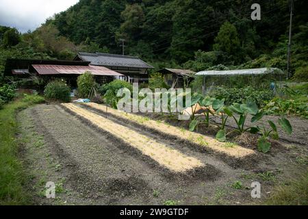 Potager dans la campagne des montagnes de Kiso Valley au Japon. Banque D'Images