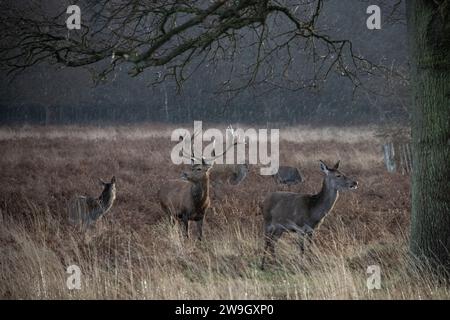 Male Stag se protège des averses de pluie dans Richmond Park avec son harem par un matin humide et venteux de décembre alors que la tempête Gerrit se déplace à travers le pays pendant la période festive entre le jour de Noël et le nouvel an 2024. Richmond Park abrite des troupeaux de cerfs rouges et de jachères sauvages qui errent librement depuis 1637. Richmond Park, Grand Londres, Angleterre, Royaume-Uni crédit : Jeff Gilbert/Alamy Live News Banque D'Images