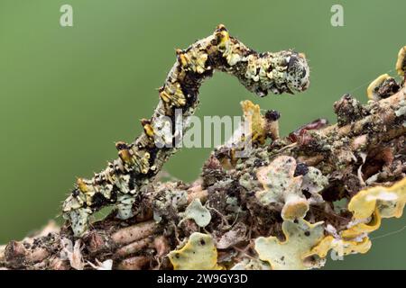 Chenille de la Moth de dentelle de Bruxelles (Cleorodes lichenaria) sur la branche couverte de lichen. Tipperary, Irlande Banque D'Images