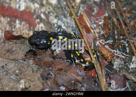 Gros plan détaillé sur une salamandre pourpre tachetée juvénile d'Amérique du Nord, Ambystoma maculatum Banque D'Images