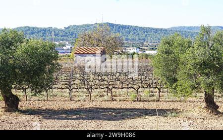 Vignobles dans le Vendrell dans la région de Penedes, Tarragone, Catalogne, Espagne, Europe Banque D'Images