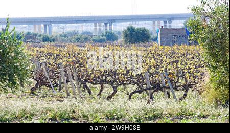 Vignobles dans le Vendrell dans la région de Penedes, Tarragone, Catalogne, Espagne, Europe Banque D'Images