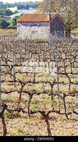 Vignobles dans le Vendrell dans la région de Penedes, Tarragone, Catalogne, Espagne, Europe Banque D'Images