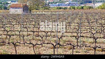 Vignobles dans le Vendrell dans la région de Penedes, Tarragone, Catalogne, Espagne, Europe Banque D'Images