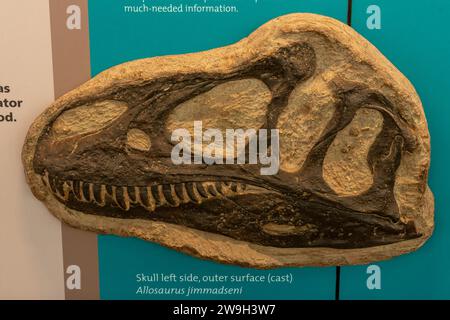 Moulage d'un crâne fossilisé d'un Allosaurus jimmadseni dans le Quarry Exhibition Hall du Dinosaur National Monument dans l'Utah. Banque D'Images