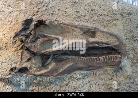 Moulage d'un crâne fossilisé d'un Allosaurus jimmadseni dans le Quarry Exhibition Hall du Dinosaur National Monument dans l'Utah. Banque D'Images