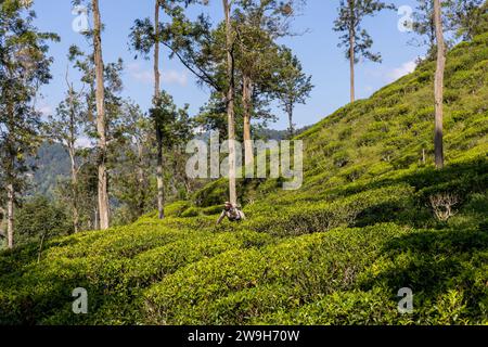 Les plantations de thé au Sri Lanka Banque D'Images