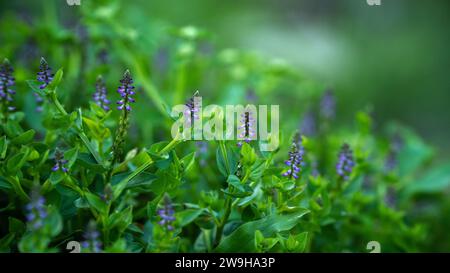 Fleurs de salvia farinacea benth Banque D'Images