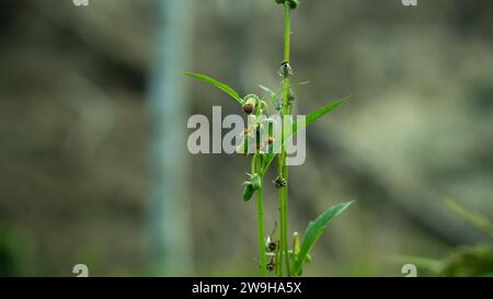 Crassocephalum Crepidioides, classe : Magnoliopsida, sous-classe : Asteridae, ordre : Asterales Banque D'Images