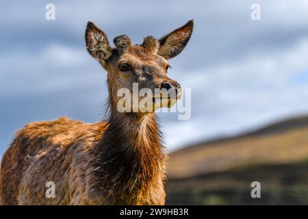 Jeune mâle Red Deer avec des bourgeons Antler à Kingshouse Hotel, Glencoe, Ballachulish, Écosse, Royaume-Uni, ROYAUME-UNI Banque D'Images