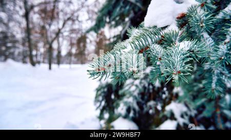 Branches de sapin couvertes de neige dans la forêt d'hiver Banque D'Images