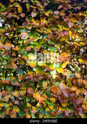 motif de feuilles de haie de hêtre avec des couleurs d'automne colorées vives à l'automne Banque D'Images