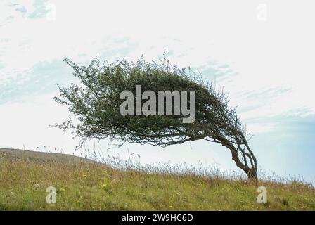 Arbre poussant sur une falaise côtière courbée par le vent dominant, East Sussex, Royaume-Uni Banque D'Images