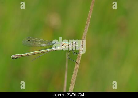 Gros plan détaillé sur un Spreadwing Emerald, Lestes dryas, damselflfy, sur fond vert Banque D'Images