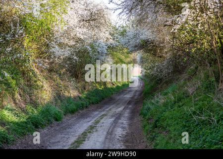 Chemin de terre englouti bordé de végétation fleurie un matin de printemps Banque D'Images