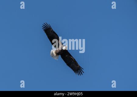 Un magnifique aigle à tête blanche adulte à tête inclinée (Haliaeetus leucocephalus) vole sur un fond bleu-ciel Banque D'Images