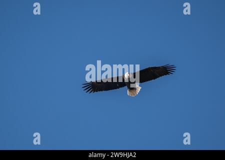 Aigle chauve vole sur un fond de ciel bleu Banque D'Images