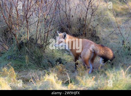 Un jeune renard roux debout dans une prairie herbeuse en automne. Banque D'Images