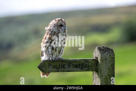 Captif Tawney Owl, Strix aluco, assis sur un panneau de sentier public. North Yorkshire, Royaume-Uni. Banque D'Images