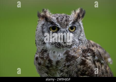 Grand hibou corné, Bubo virginianus, dans un centre de fauconnerie, North Yorkshire, Royaume-Uni. Banque D'Images