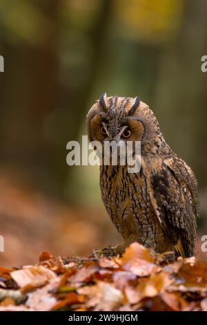 Long-eared Owl (Asio otus), également connu sous le nom de hibou moyen-nord, est une espèce de hibou qui se reproduit en Europe, en Asie, et en Amérique du Nord. Banque D'Images