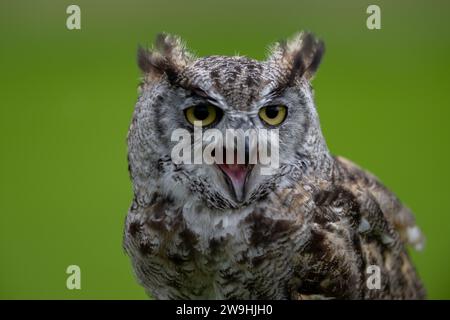 Grand hibou corné, Bubo virginianus, dans un centre de fauconnerie, North Yorkshire, Royaume-Uni. Banque D'Images