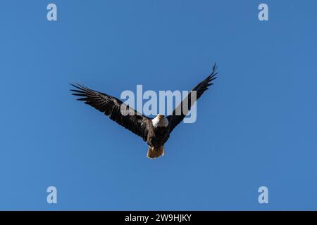 Le majestueux aigle à tête blanche adulte (Haliaeetus leucocephalus) vole sur un fond bleu-ciel Banque D'Images