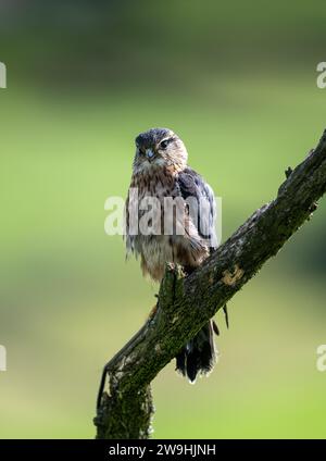 Merlin mâle, Falco columbarius, un petit faucon, perché sur la branche d'un petit arbre, chasse. North Yorkshire, Royaume-Uni. Banque D'Images