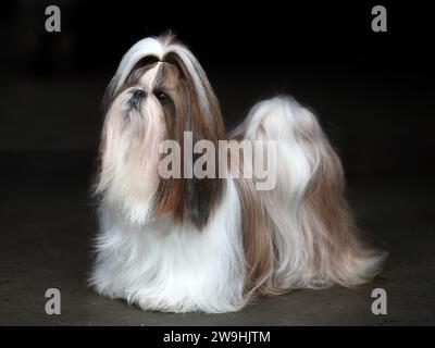 Chien Shih Tzu aux cheveux longs debout, fond sombre Banque D'Images