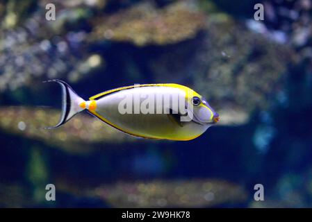 Le tang bleu poudré (Acanthurus leucosternon) est un poisson de mer tropical originaire de l'océan Indien. Banque D'Images