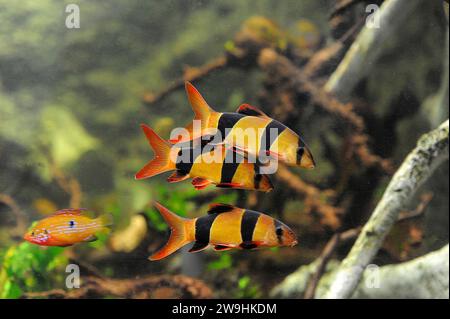la loche clown ou botia tigrée (Botia macracantha ou Chromobotis macracanthus) est un poisson d'eau douce originaire des rivières Bornéo et Sumatra. Banque D'Images
