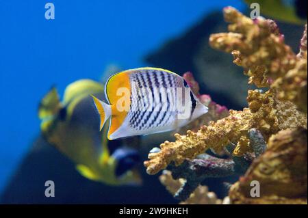 Le poisson-butterfly Yellowback (Chaetodon mertensii) est un poisson marin originaire de l'océan Pacifique tropical. Banque D'Images