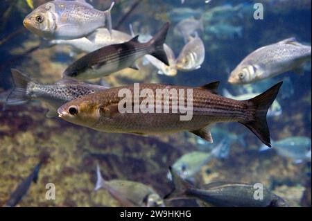 Le mulet gris (Chelon labrosus) est un poisson marin originaire de la mer Méditerranée, de la côte atlantique européenne et de la côte nord de l'Afrique. Banque D'Images