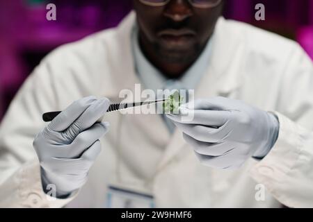 Gros plan des mains gantées du chercheur tenant des pinces avec germe de plante Banque D'Images