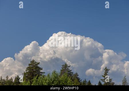 Un nuage cumulus blanc imposant s'élève au-dessus des cimes des arbres verts contre un ciel bleu estival en Norvège, formant un fond naturel de paysage nuageux. Banque D'Images