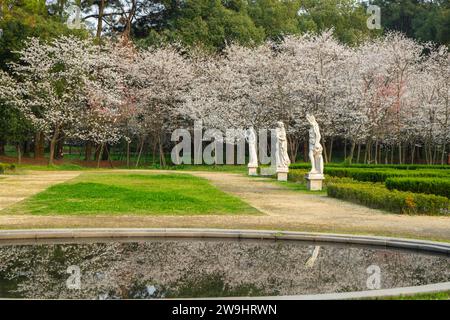 Il y a beaucoup d'arbres avec des fleurs de cerisier blanc qui fleurissent sur le vert. East Lake Cherry Blossom Garden est un endroit populaire pour l'observation des fleurs, Wuhan. Banque D'Images
