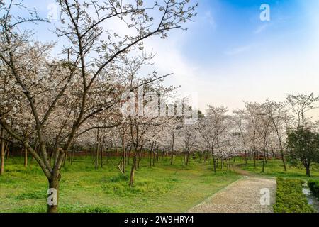 Il y a beaucoup d'arbres avec des fleurs de cerisier blanc qui fleurissent sur le vert. East Lake Cherry Blossom Garden est un endroit populaire pour l'observation des fleurs, Wuhan. Banque D'Images