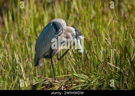 Great Blue Heron gratte son cou Banque D'Images