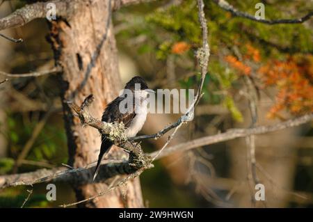 East Kingbird perché sur un arbre Banque D'Images